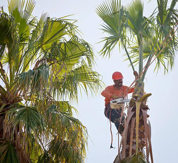 Best Emergency Storm Tree Removal  in Casey, IL